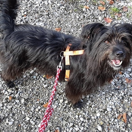 Hundetreffen 2019 im Allgäu (16)